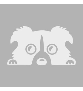 Köpek Araba Sticker siyah 19x11 CM (Beyaz)