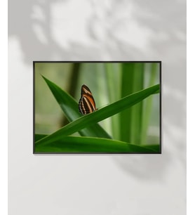 Kelebek Baharı Poster