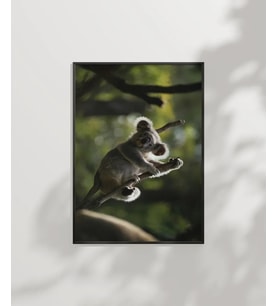 Ağaçta Tırmanan Koala Poster