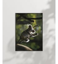 Ağaçta Tırmanan Koala Poster (Çok Renkli)
