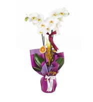 BUKET KAGIDINDA BEYAZ ORKİDE TASARIM