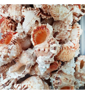 Bursa Rubeta  Kiloluk Deniz Kabuğu (1 KG)