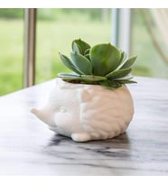 Kikkerland PRICKLES THE HEDGEHOG PLANTER Seramik Kirpi Saksı