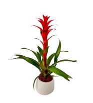 Desenli Saksıda Guzmania