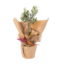 Gazete Buketli Saksıda Zeytin Ağacı Bonsai