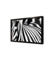 Yakın Çekim Zebra Çerçeveli Mdf Tablo