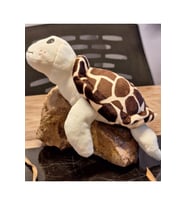 Caretta caretta Kaplumbağa Küçük (Çok Renkli)