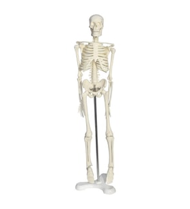 Tam İskelet Maketi 45 cm Model 4