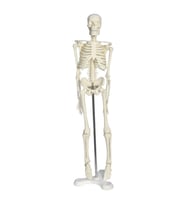 Tam İskelet Maketi 45 cm Model 4