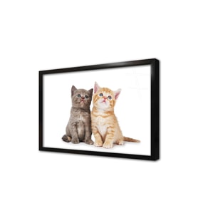 Kedi Yavrusu Çerçeveli Cam Tablo