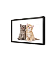 Kedi Yavrusu Çerçeveli Cam Tablo