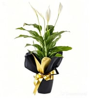 BUKET KAGIDINDA SPATİFİLYUM TASARIM