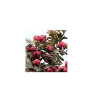 KIRMIZI ALIÇ PEKMEZİ 480GR (ODUN ATEŞİNDE YAPILMIŞTIR)