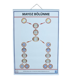 MAYOZ LEVHASI (70X100 CM)