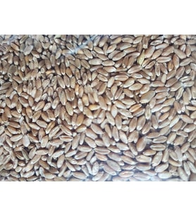 Karışık Buğday Yemi 25 Kg (Sarı)