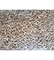 Karışık Buğday Yemi 25 Kg (Sarı)