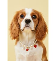 İncili Köpek Kolye- Tasma - Collar (Beyaz)