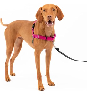 Easy Walk No-Pull Köpek Göğüs Tasması, Çekmeyi Önlemeye Yardımcı, Kontrolü Ele Alın ve Tasmayla Daha İyi Yürümeyi Öğretin, Evcil Hayvanların Yürürken Çekmesini Önlemeye Yardımcı