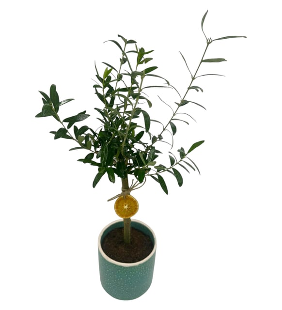 hydrophil bambus zahnbürste Hydrophil Zahnbürste bei Allerlei Windeln kaufen main image 0