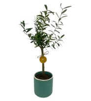 Premium Seramik Saksıda Zeytin Ağacı Bonsai