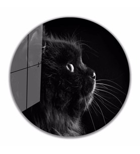 İdealizbiz Kedi Cam Tablo 4mm Dayanıklı Temperli Cam Hayvan Tema