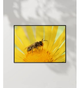 Güneş Altında Arı Poster