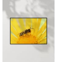 Güneş Altında Arı Poster (Çok Renkli)