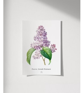 Çerçevesiz Poster Pierre Joseph Redoure Lilac