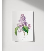 Çerçevesiz Poster Pierre Joseph Redoure Lilac (Çok Renkli)