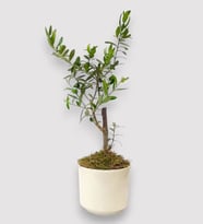 Beyaz Beton Saksıda Zeytin Ağacı