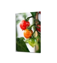 Miyrem Glasses Collection -A1^#  Meyveler Cam Tablo (Çok Renkli)