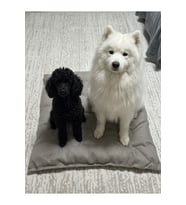 Yumuşak ve Geniş 65x65 cm El Yapımı Kedi Köpek Yatağı Minderi
