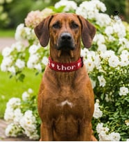 Köpek&Kedi Kolyesi El Yapımı (Kırmızı)
