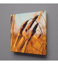 BAŞAK SALKIMI KANVAS TABLO 120x120cm (Karışık)