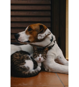 Sevimli Kedi ve Köpek Dostluğu MDF Tablo - Hayvansever Temalı Modern Çerçevesiz Duvar Panosu
