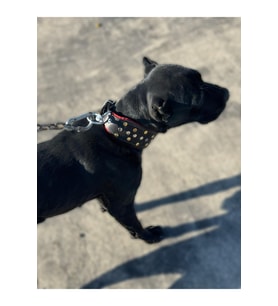 Cane Corso Tasması Hakiki Deri 60 Cm Siyah