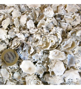 Star Limpet Kiloluk Deniz Kabuğu (1 KG)