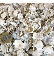 Star Limpet Kiloluk Deniz Kabuğu (1 KG)