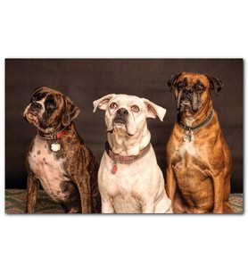 Cakatablo 3 Sevimli Boxer MDF Tablo