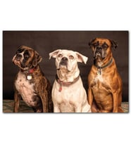 Cakatablo 3 Sevimli Boxer MDF Tablo