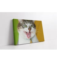 Kedi