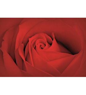 PROWALL POSTER DUVAR KAĞIDI 560 4 PARÇA (2.54mt X 1.84mt)