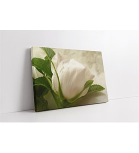 Beyaz Gül Kanvas Tablo