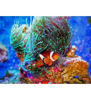 Kayıp Balık Nemo Sayılarla Boyama Seti 40x50 cm (Tuvale Gerili)