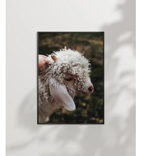 Sevimli Kuzu Poster