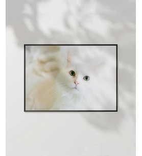 Beyaz Kedi Poster