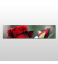 Kırmızı Gül Kanvas Tablo 270x90cm (Karışık)