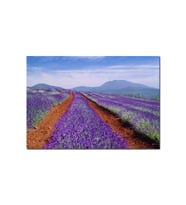 Ahşap Tablo Avustralya Tazmanya Lavanta Tarlaları (25x35 Cm Boyut)