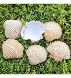 Tahtakale Toptancı Pecten Pair Of Flatt Yellow Kiloluk Deniz Kabuğu  (1 KG)