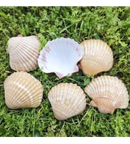 Tahtakale Toptancı Pecten Pair Of Flatt Yellow Kiloluk Deniz Kabuğu  (1 KG)